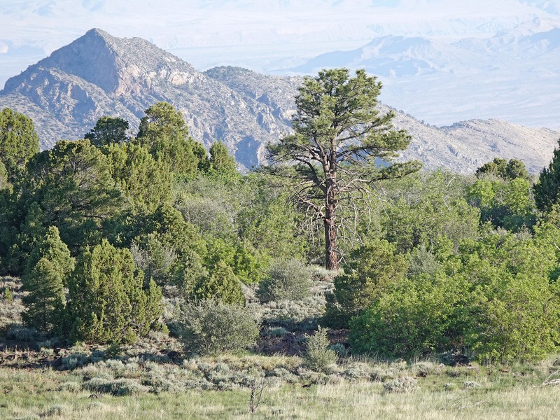 Pinus brachyptera photo 3