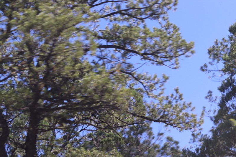 Pinus brachyptera photo 4