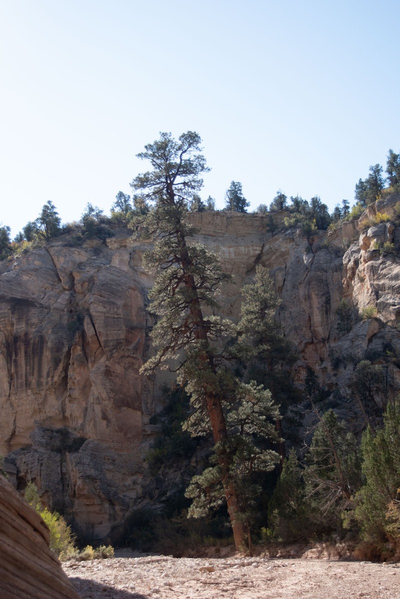 Pinus brachyptera photo 6