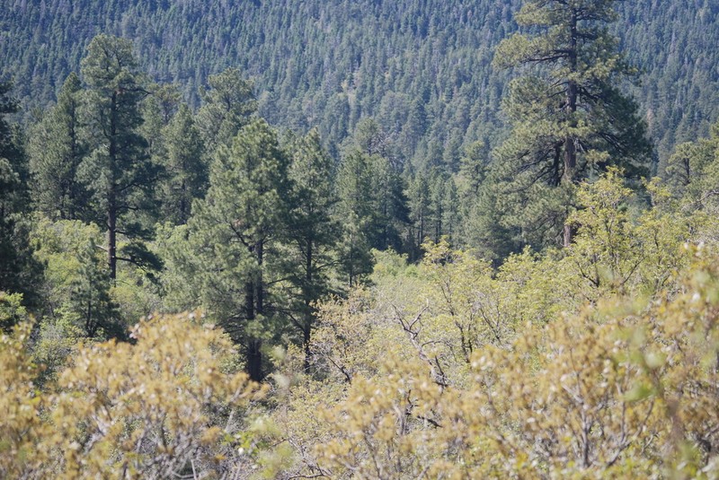 Pinus brachyptera photo 7