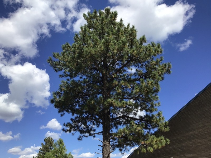 Pinus brachyptera photo 8