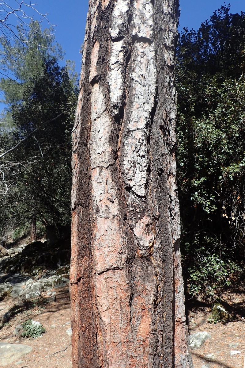 Calabrian Pine photo 5