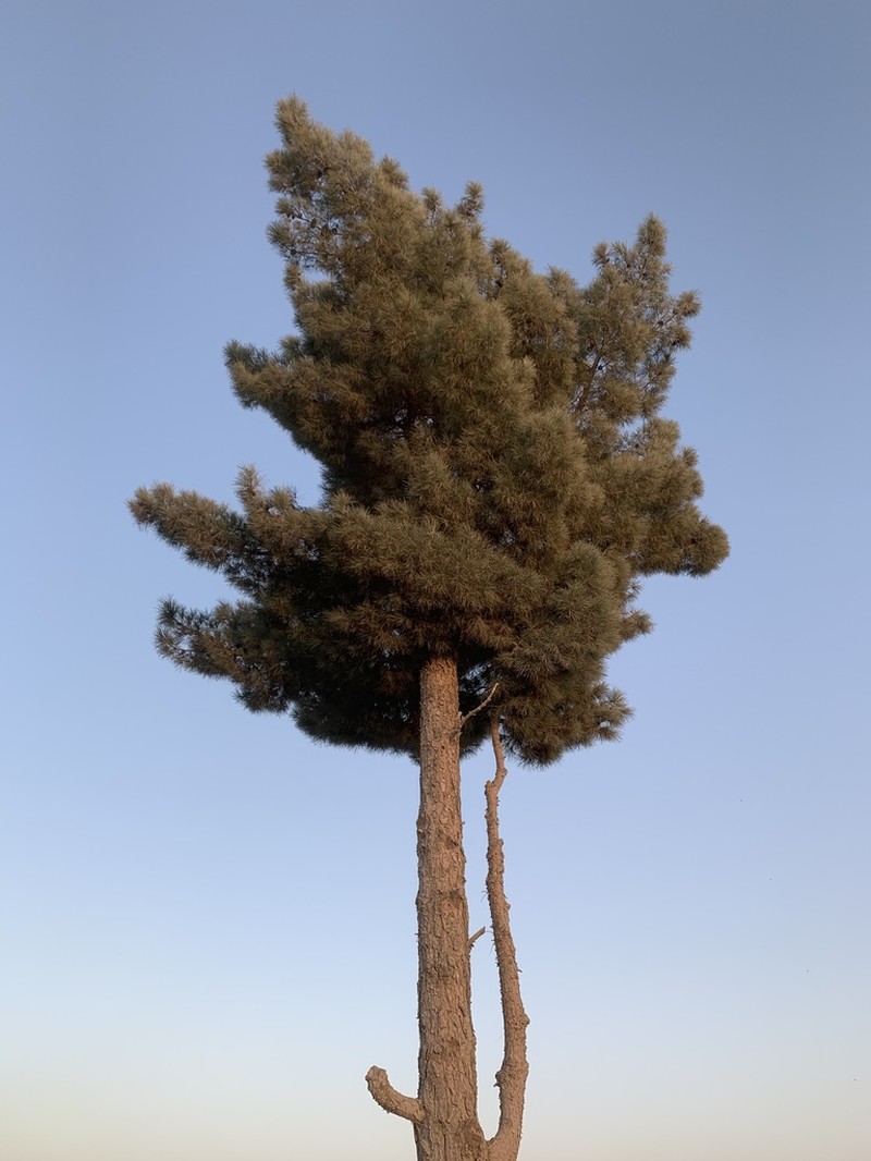 Calabrian Pine photo 6