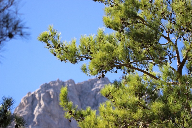 Calabrian Pine photo 7