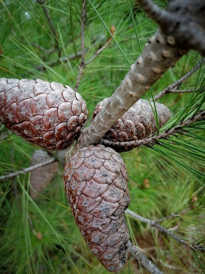 Calabrian Pine photo 8