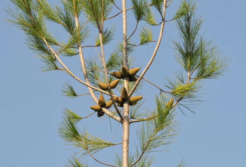 Calabrian Pine