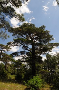 Calabrian Pine