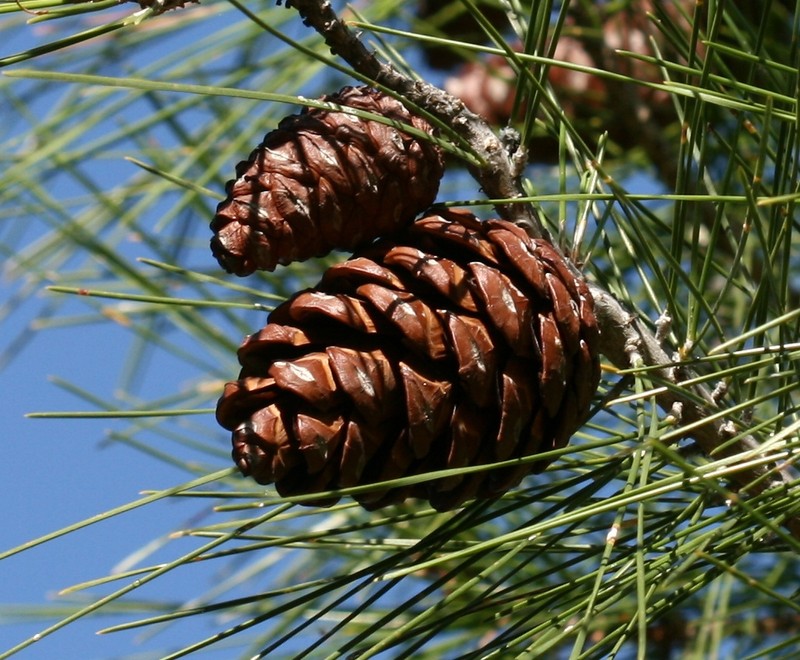 Calabrian Pine photo 2