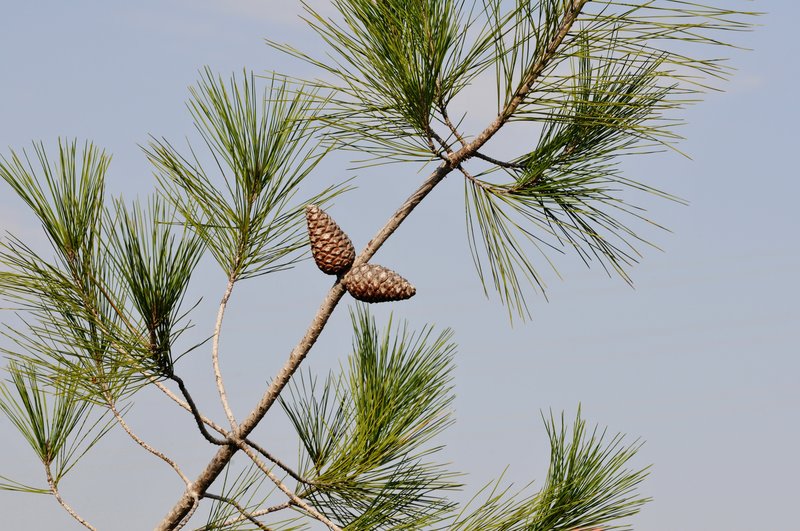 Calabrian Pine photo 3