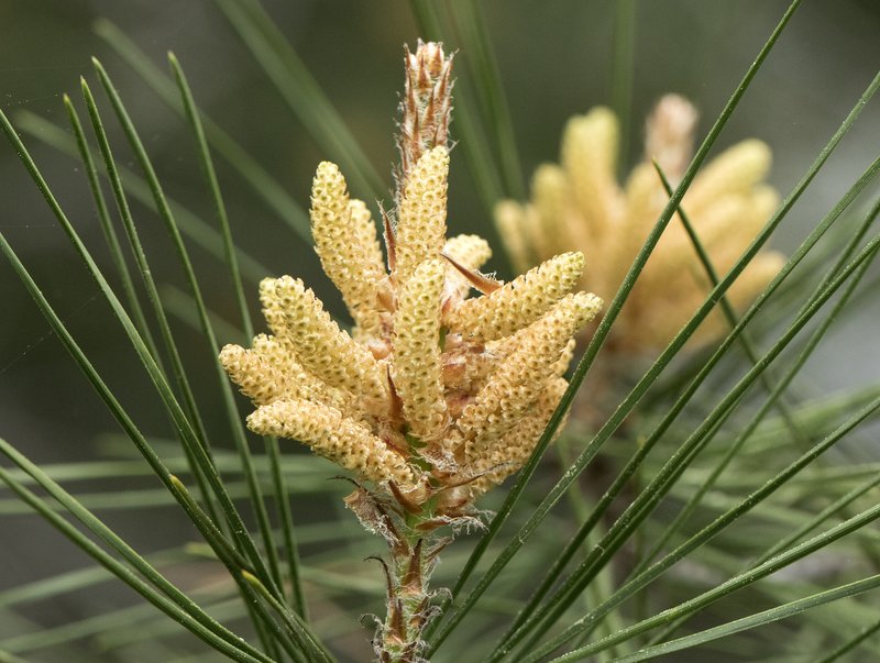 Calabrian Pine photo 4