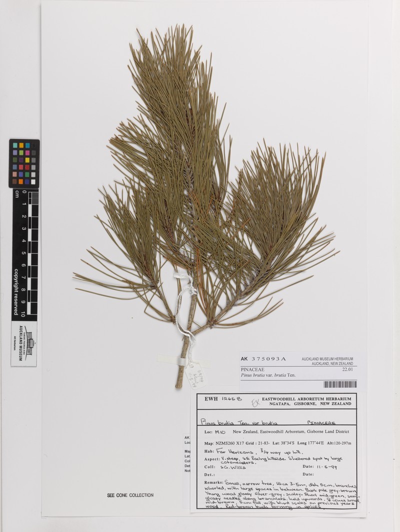 Pinus brutia var. brutia
