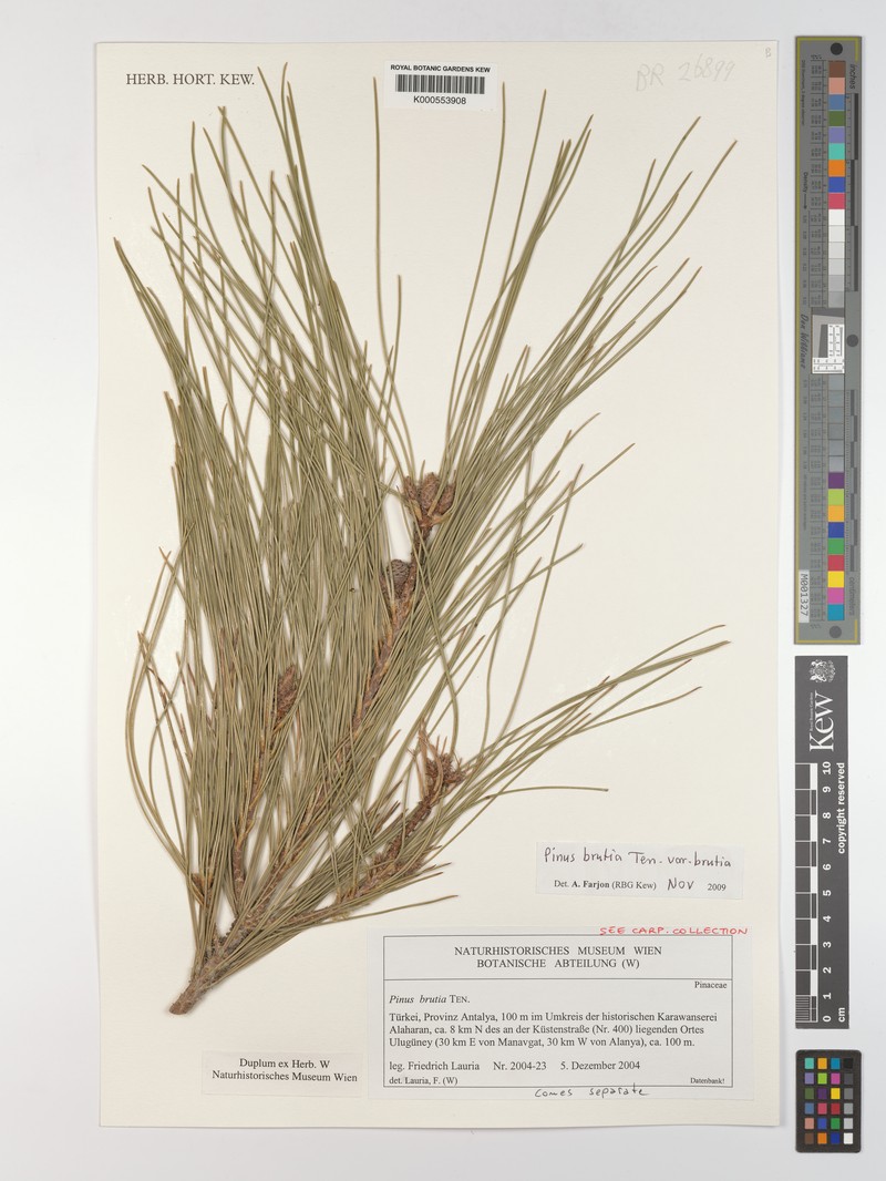 Pinus brutia var. brutia photo 2