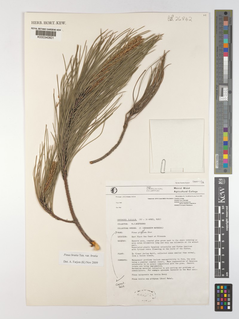 Pinus brutia var. brutia photo 3