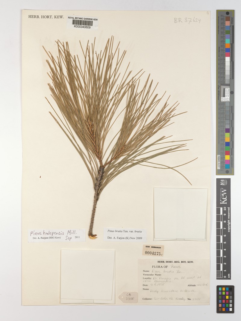 Pinus brutia var. brutia photo 4