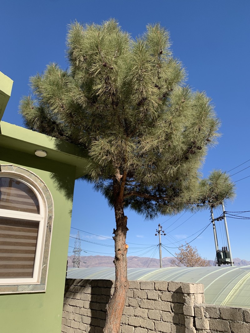 Pinus brutia var. eldarica