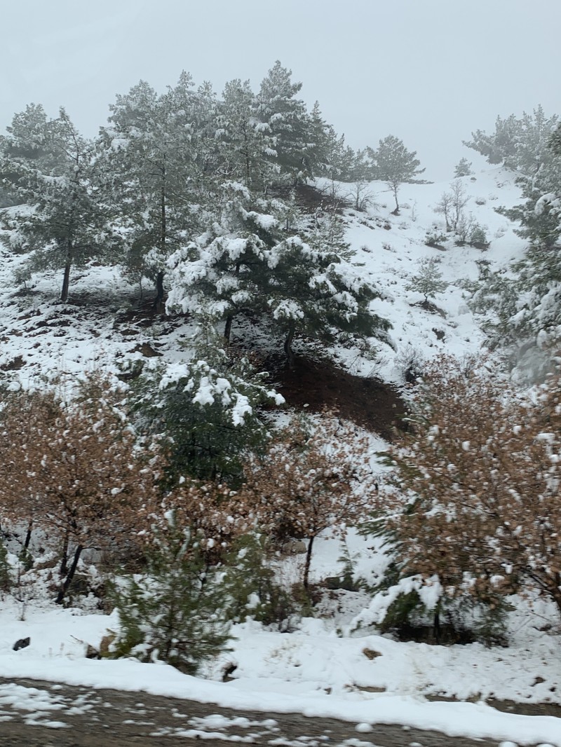 Pinus brutia var. eldarica photo 2