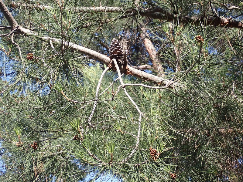 Pinus brutia var. eldarica photo 4