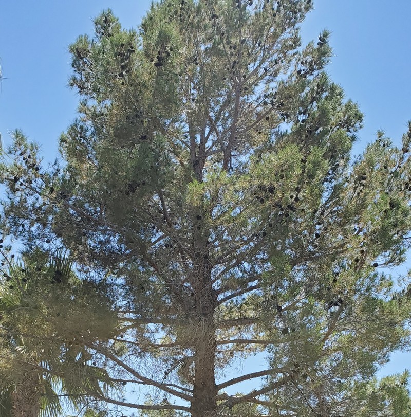 Pinus brutia var. eldarica photo 5