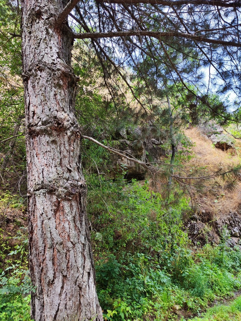 Pinus brutia var. eldarica photo 6