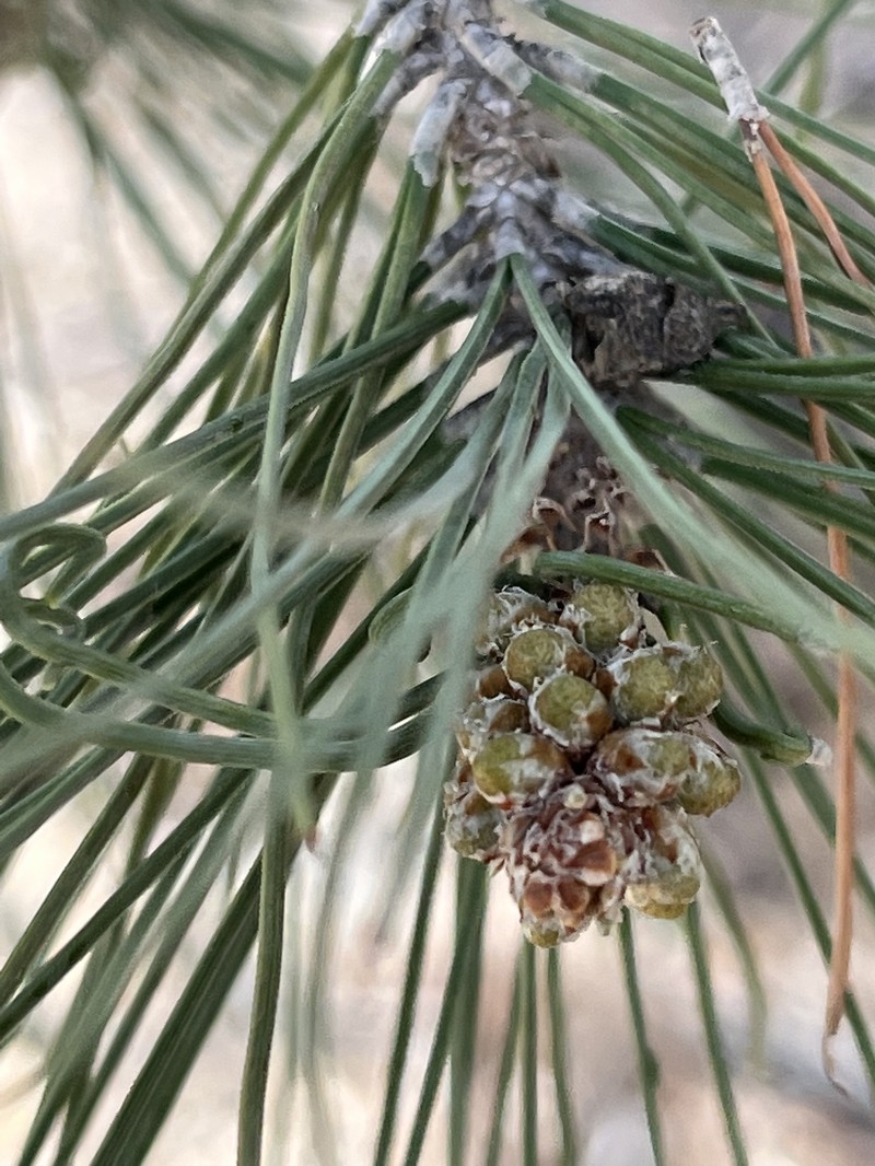 Pinus brutia var. eldarica photo 7