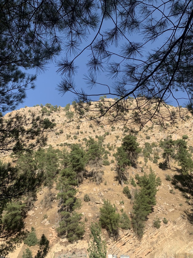 Pinus brutia var. eldarica photo 8