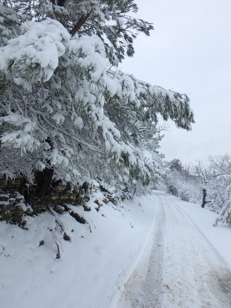 Pinus stankewiczii