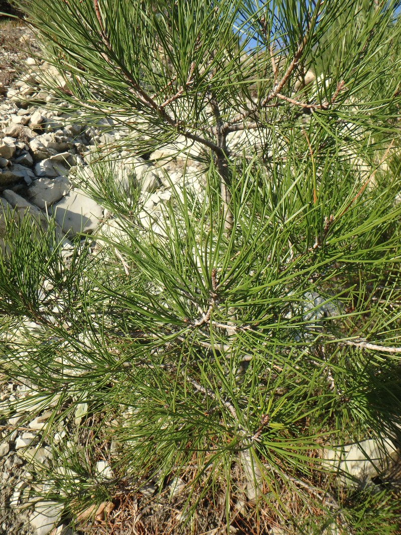 Pinus stankewiczii photo 2