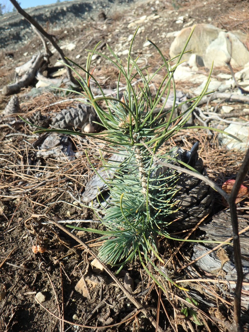 Pinus stankewiczii photo 3