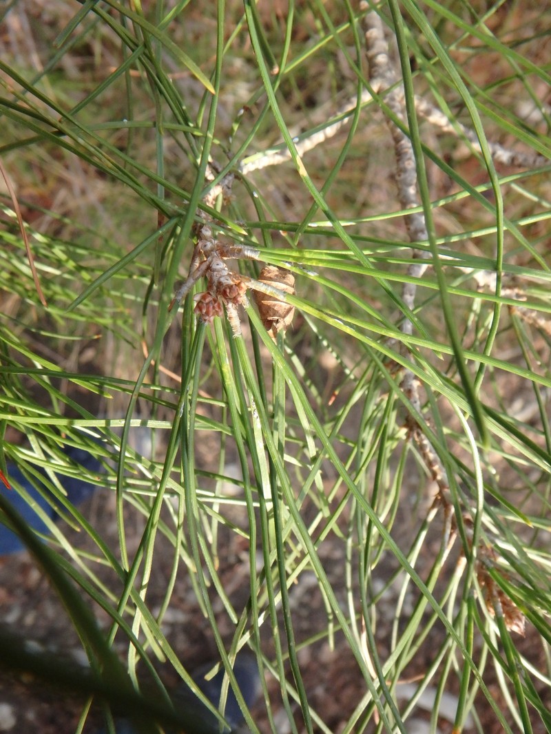 Pinus stankewiczii photo 4