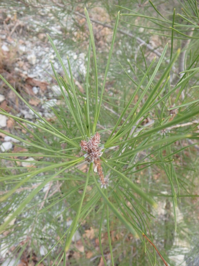 Pinus stankewiczii photo 5