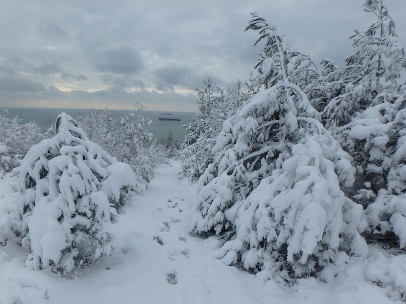 Pinus stankewiczii photo 6