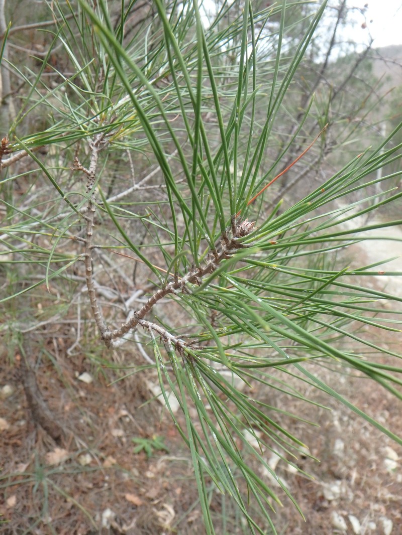 Pinus stankewiczii photo 7