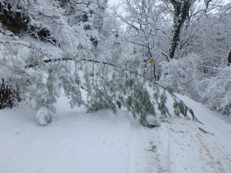 Pinus stankewiczii photo 8