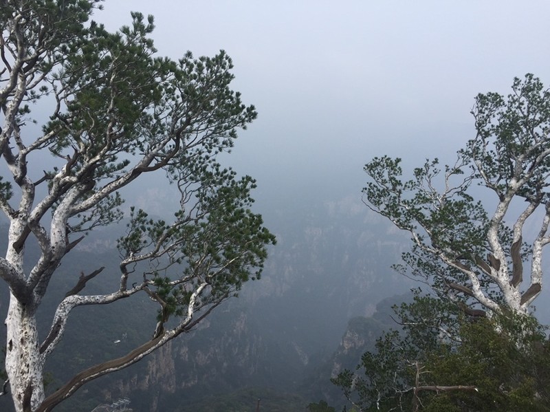 Bunge's Pine photo 4