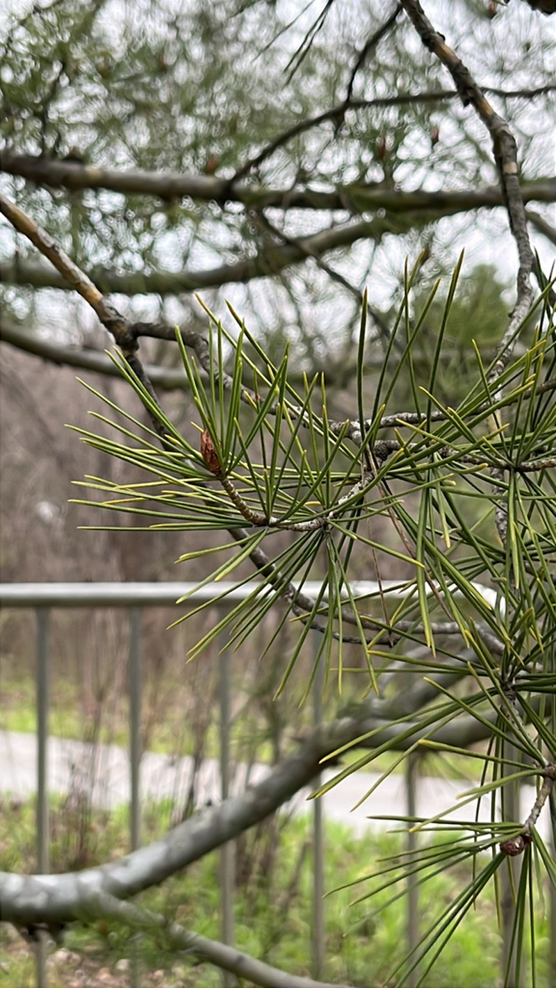 Bunge's Pine photo 5
