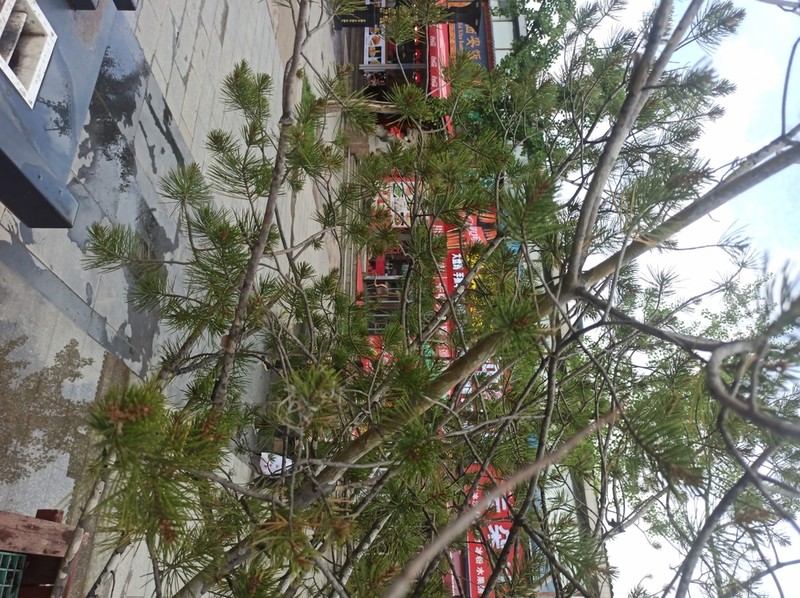 Bunge's Pine photo 6