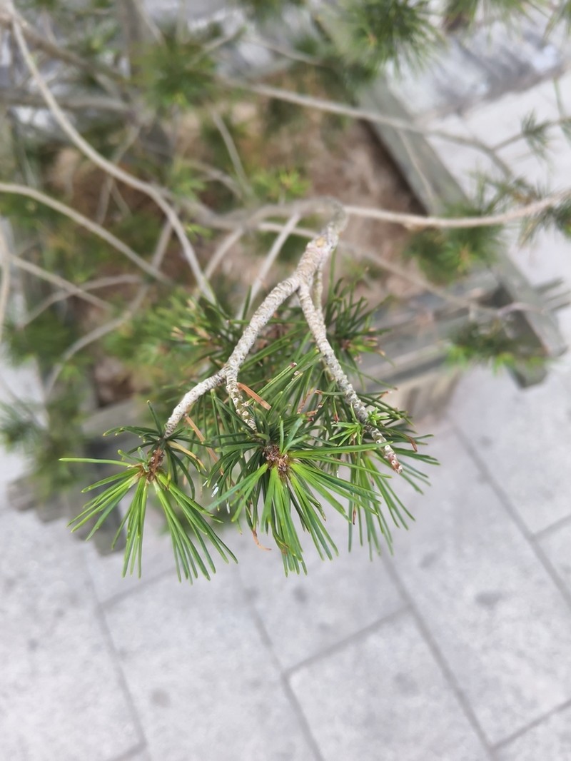 Bunge's Pine photo 7