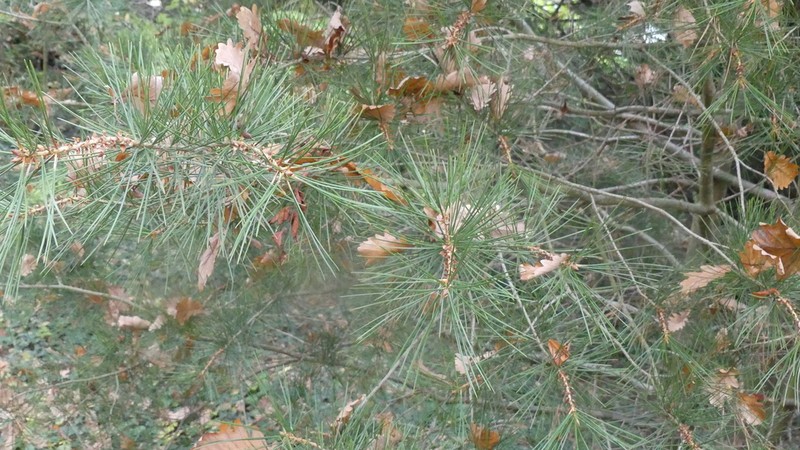 Bunge's Pine photo 8