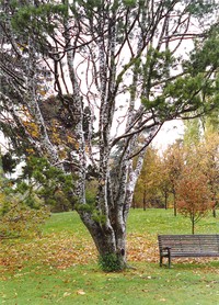 Bunge's Pine