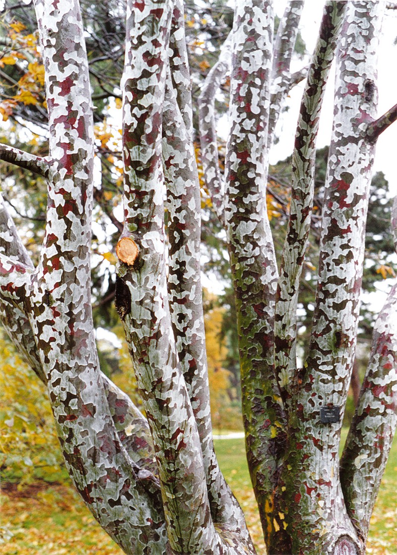 Bunge's Pine photo 2