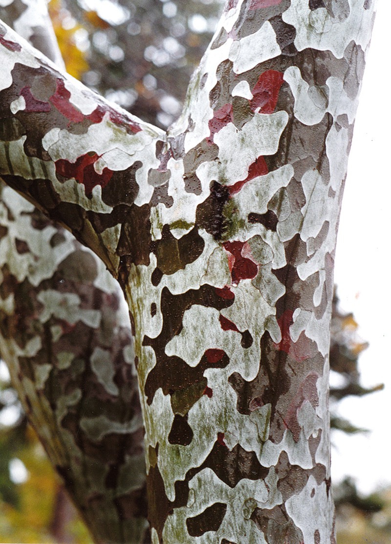 Bunge's Pine photo 3