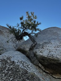 Pinus californiarum