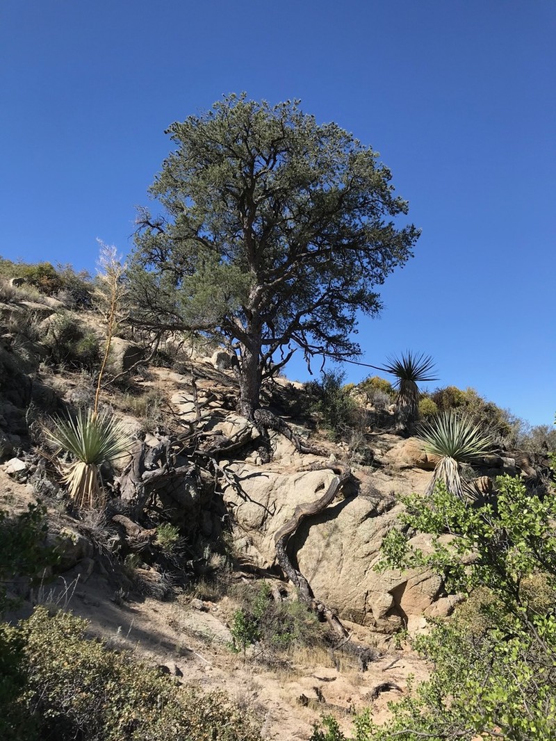 Pinus californiarum photo 2