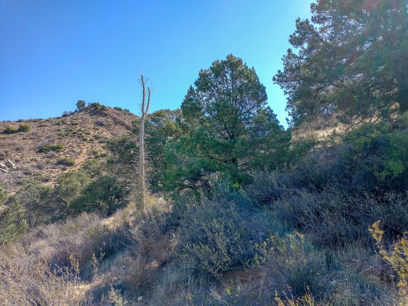 Pinus californiarum photo 3