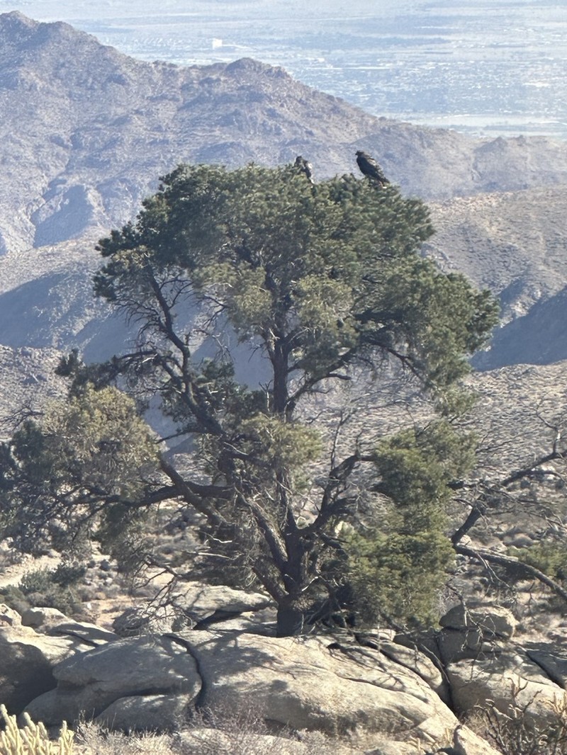 Pinus californiarum photo 4