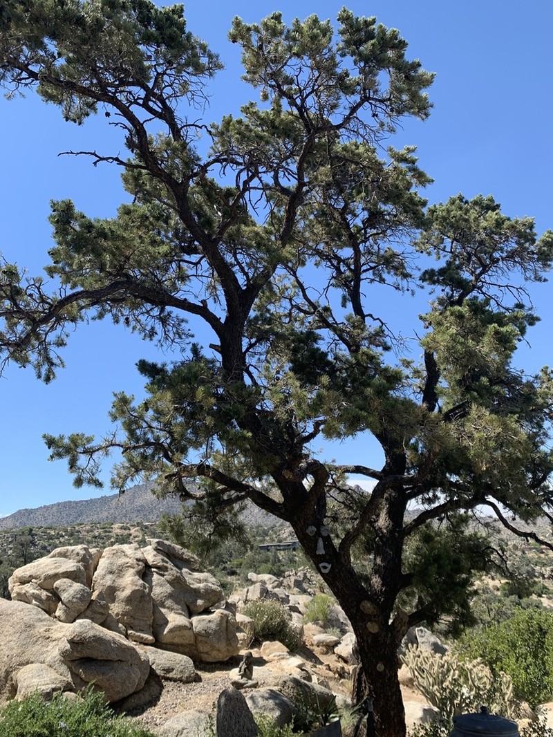 Pinus californiarum photo 5