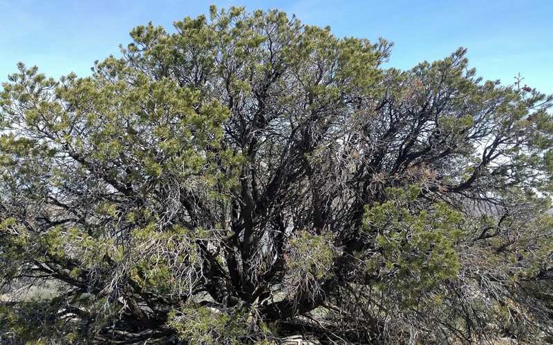 Pinus californiarum photo 6