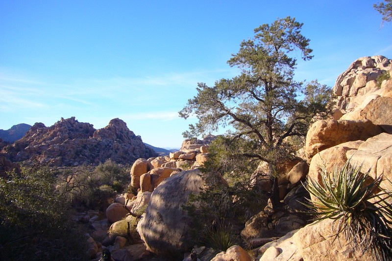 Pinus californiarum photo 7