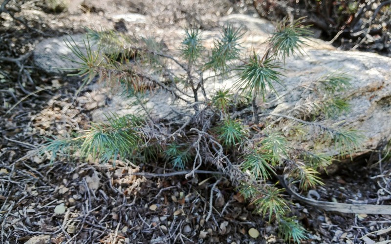 Pinus californiarum photo 8
