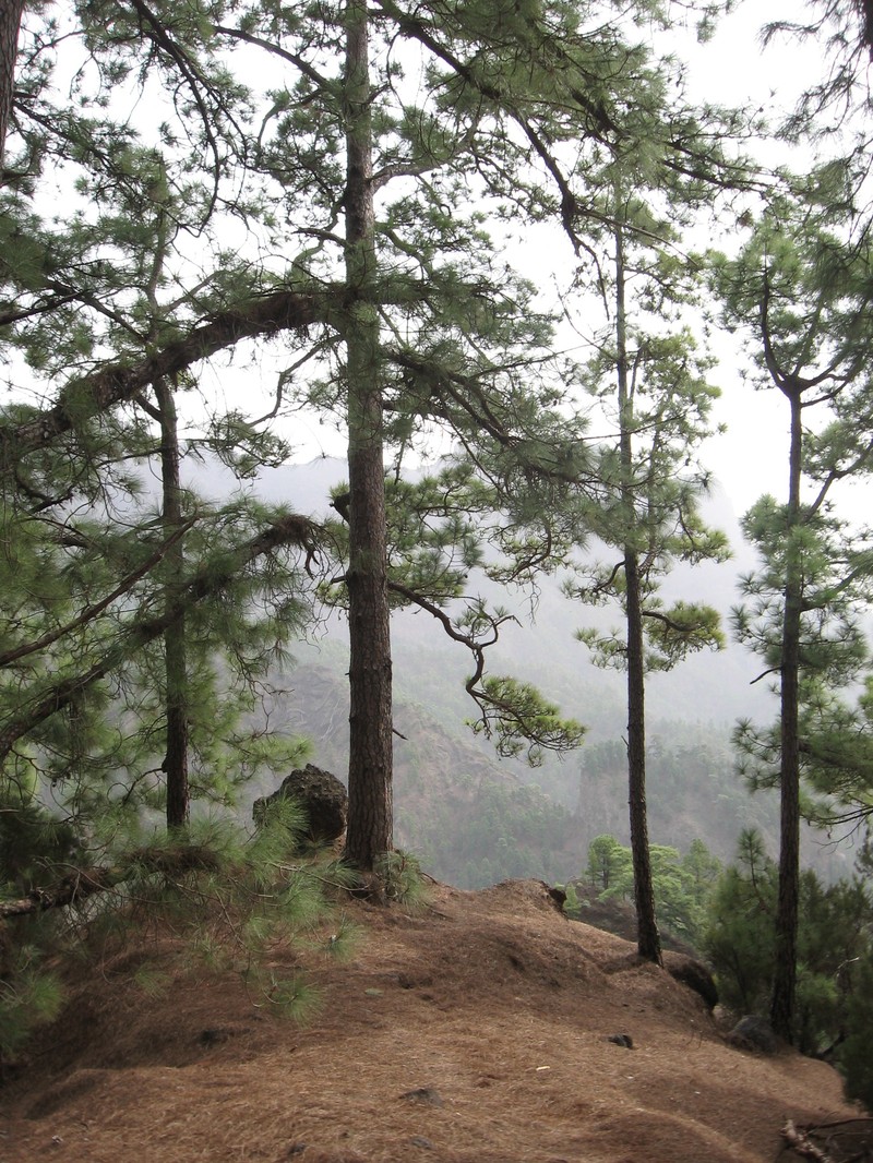 Canary Island Pine photo 2